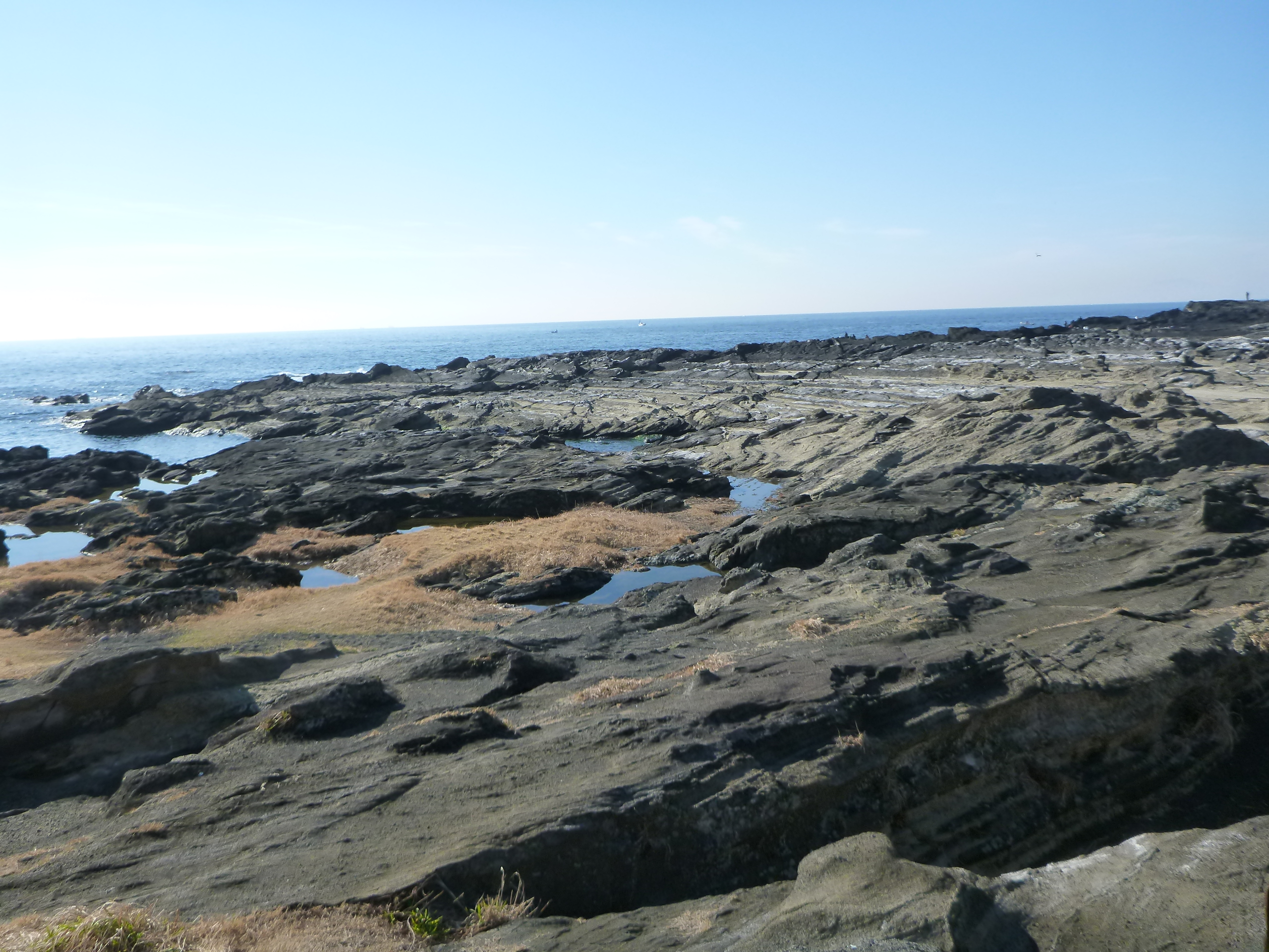 三崎町城ヶ島の三浦層群三崎層のしゅう曲構造