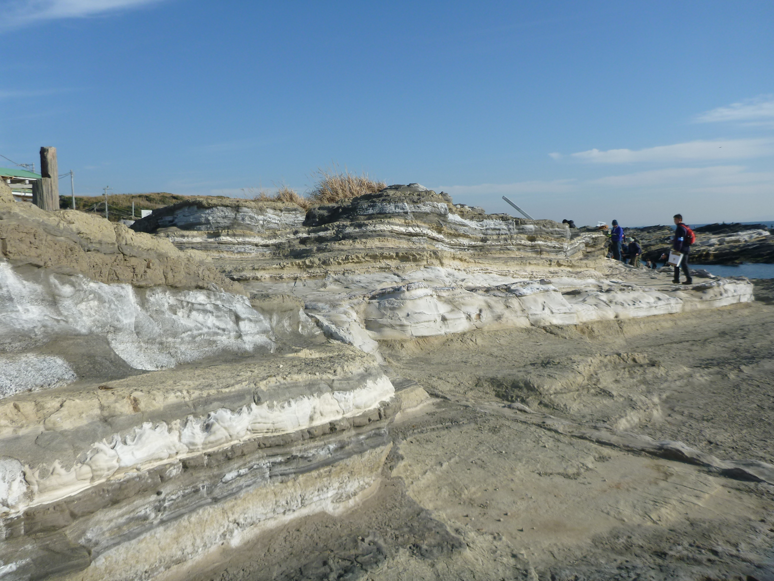 三崎町城ヶ島の三浦層群三崎層（露頭全体）