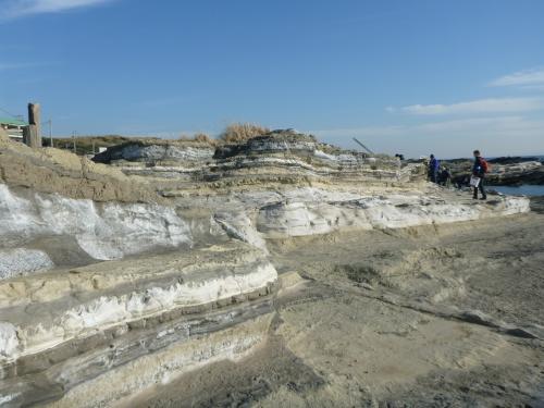 三崎町城ヶ島の三浦層群三崎層（露頭全体）
