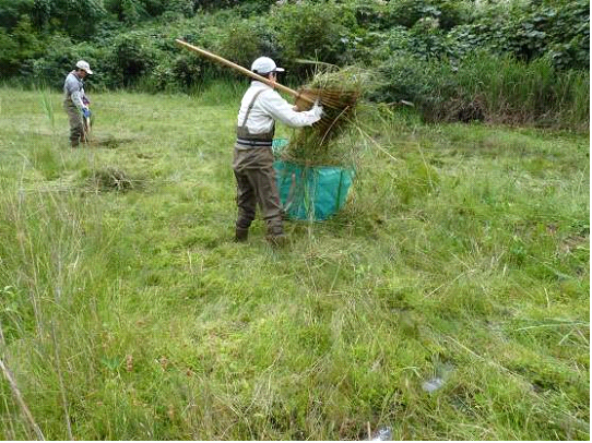 マダラナニワトンボ生息地の湿地管理作業の画像
