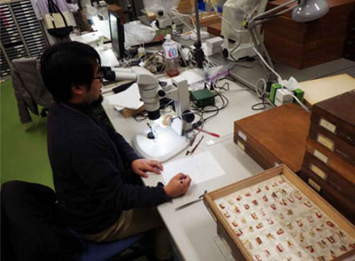 北海道大学での標本調査の様子（写真）