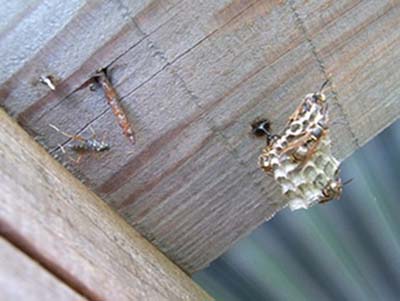 コアシナガバチ（右）を狙う アシナガバチヤドリトガリヒメバチ（左）の画像