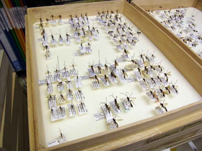 寄生蜂の標本の画像