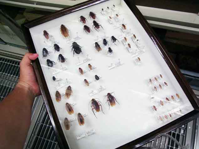 ゴキブリの標本の画像