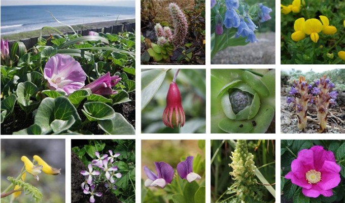 海岸植物データベースイメージ