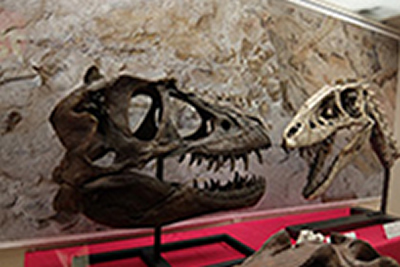 恐竜の玉手箱の画像