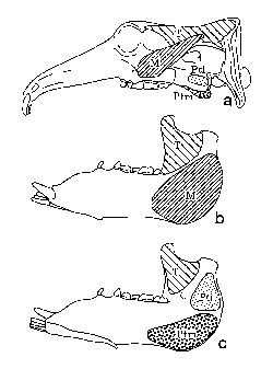 咀嚼筋群の 筋付着部の復元図