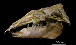 Paleoparadoxia tabataiの頭骨（複製）