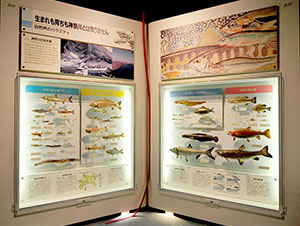 神奈川の淡水魚展示