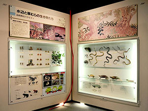 神奈川の両生・爬虫類展示