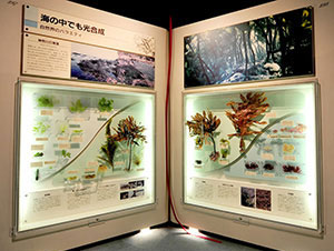 神奈川の海藻展示