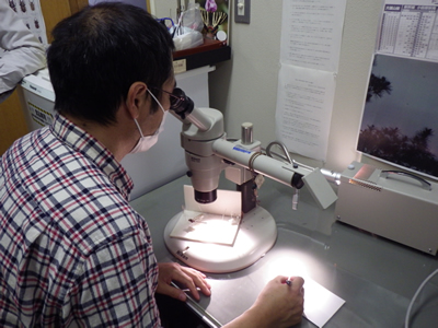 顕微鏡を覗いて観察する学芸員
