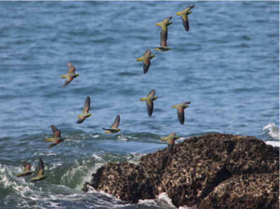 照ヶ崎海岸の岩場に海水吸飲のために飛来したアオバトの画像