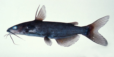 チャネルキャットフィッシュの幼魚の標本