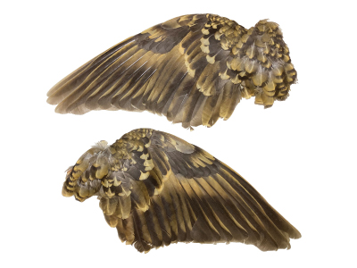 鳥類の翼標本製作講座―鳥類標本作りに挑戦！剥製を作り残すための様々な工夫を学ぼう―
