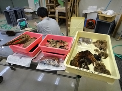 羽毛標本の画像