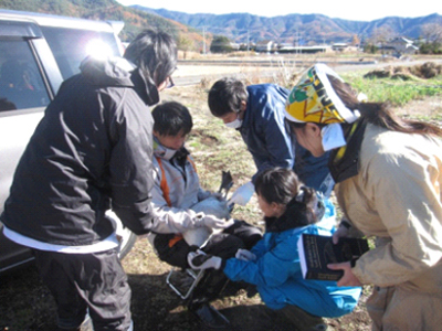 河口湖でカナダガンを捕獲し、計測やサンプリングをした後、標識を付けて放す様子