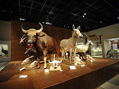 博物館の標本工房の画像