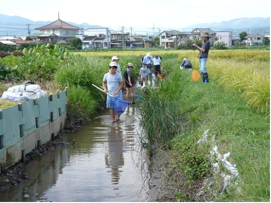 用水路の生き物観察会の画像