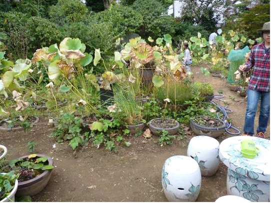 外来種リュウキュウベニイトトンボの駆除作業の画像