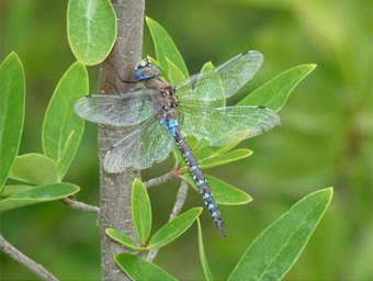 Rionaeschna sp. (チリ)の画像
