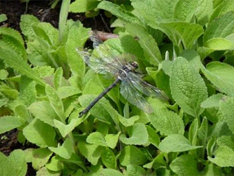 Phenes raptor (チリ)の画像