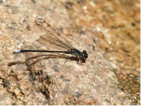 Anisopleura bipugio (ベトナム・2013年に記載)の画像