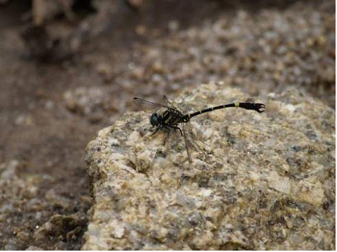 Ophiogomphus longihamulus (ベトナム・2014年に記載)の画像