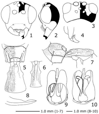 タンザワマルヒメバチの新種記載に用いた図(画像)