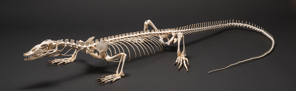 背骨を持つ動物(脊椎動物)の進化のイメージ画像