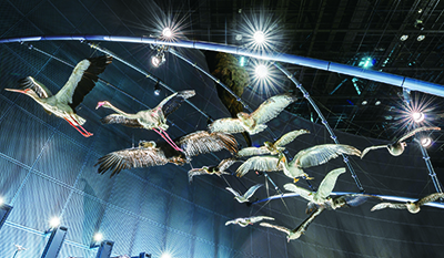 鳥類の飛翔展示の写真