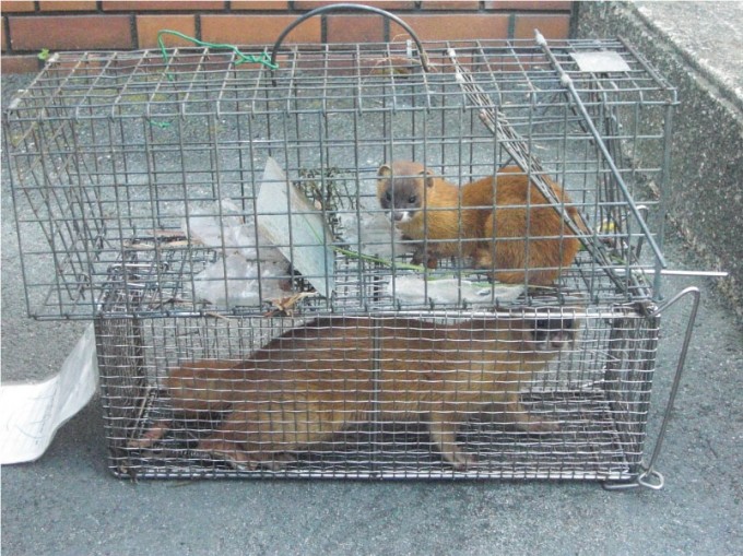 捕獲したシベリアイタチ （上：メス、下：オス）