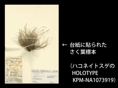 さく葉標本