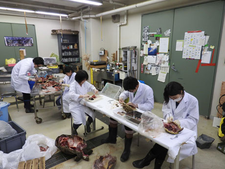 解剖作業の様子の写真
