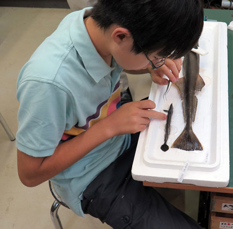 魚を並べる