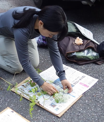 収蔵庫に納められた標本の調査を行っています