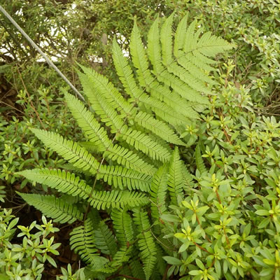 シダ植物 1