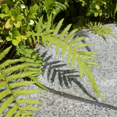 シダ植物 2