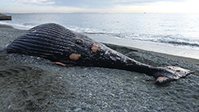 漂着したザトウクジラ