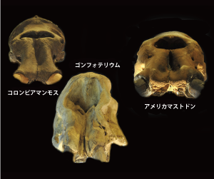 化石講座イメージ