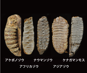 ゾウの歯