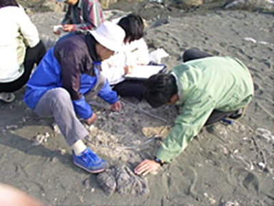 大磯町西小磯の海岸の画像