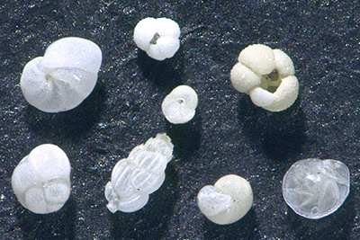 海洋コアから拾い出した有孔虫