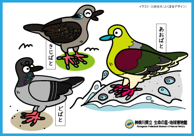 ハトのぬりえ見本のイメージ画像