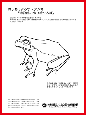 カエル