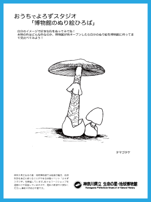 タマゴタケ