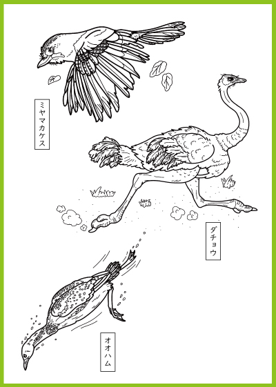 とりのぬりえのイメージ画像