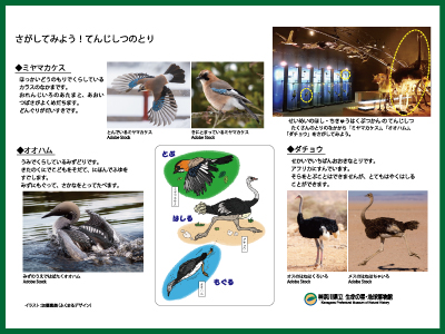 とりのかいせつのイメージ画像