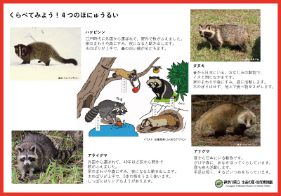 くらべてみよう！４つのほにゅうるいのイメージ画像