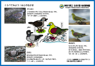 くらべてみよう！はとのなかまのイメージ画像